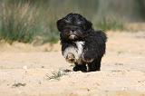 LHASSA APSO 024